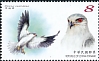 Black-winged Kite Elanus caeruleus  2020 Conservation of birds 