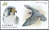 Peregrine Falcon Falco peregrinus  2020 Conservation of birds 
