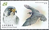 Peregrine Falcon Falco peregrinus