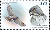 Crested Goshawk Accipiter trivirgatus  2020 Conservation of birds 