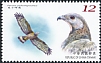 Crested Honey Buzzard Pernis ptilorhynchus  2022 Conservation of birds 