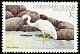 Pacific Reef Heron Egretta sacra  1982 Birds definitives 