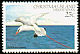 Red-tailed Tropicbird Phaethon rubricauda