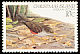 Island Thrush Turdus poliocephalus  1982 Birds definitives 