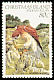 Nankeen Kestrel Falco cenchroides  1983 Birds definitives 