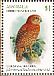 Christmas Boobook Ninox natalis  2018 John Gerrard Keulemans Sheet