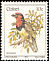 Black-collared Barbet Lybius torquatus  1981 Birds 