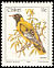 Black-headed Oriole Oriolus larvatus