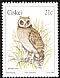Marsh Owl Asio capensis  1991 Owls 