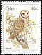 Western Barn Owl Tyto alba