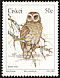 African Wood Owl Strix woodfordii