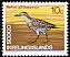 Buff-banded Rail Hypotaenidia philippensis