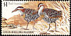 Buff-banded Rail Hypotaenidia philippensis