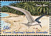Sooty Tern Onychoprion fuscatus  2003 Shoreline birds Strip