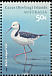 Pied Stilt Himantopus leucocephalus