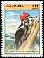 Lineated Woodpecker Dryocopus lineatus  1985 Birds 