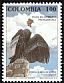 Andean Condor Vultur gryphus