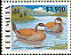 Ruddy Duck Oxyura jamaicensis  2002 Ruddy Ducks 