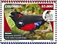 Scarlet-bellied Mountain Tanager Anisognathus igniventris