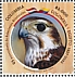 Lanner Falcon Falco biarmicus