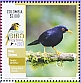 Glossy-black Thrush Turdus serranus
