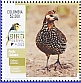 Crested Bobwhite Colinus cristatus