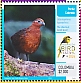 Chestnut Wood Quail Odontophorus hyperythrus