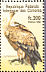 Griffon Vulture Gyps fulvus