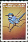 Splendid Fairywren Malurus splendens  1999 Birds 