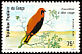 Black-winged Red Bishop Euplectes hordeaceus  1980 Birds 