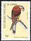 Common Kestrel Falco tinnunculus