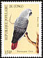 Grey Parrot Psittacus erithacus