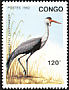 Wattled Crane Grus carunculata