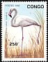 Greater Flamingo Phoenicopterus roseus