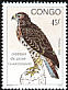 Common Buzzard Buteo buteo  1993 Birds of prey 