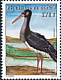 Black Stork Ciconia nigra