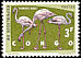 Greater Flamingo Phoenicopterus roseus  1963 Protected birds 