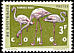 Greater Flamingo Phoenicopterus roseus