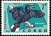 Black-casqued Hornbill Ceratogymna atrata