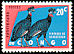 Plumed Guineafowl Guttera plumifera  1963 Protected birds 