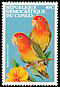 Rosy-faced Lovebird Agapornis roseicollis  2000 Parrots 