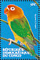 Fischer's Lovebird Agapornis fischeri