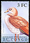 Egyptian Goose Alopochen aegyptiaca  2000 Birds of Congo 