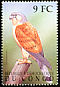 Common Kestrel Falco tinnunculus  2000 Birds of Congo 