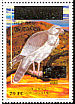 Dark Chanting Goshawk Melierax metabates