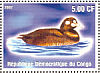 Harlequin Duck  Histrionicus histrionicus