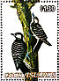 Red-cockaded Woodpecker Leuconotopicus borealis  1985 Audubon  MS