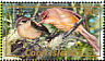 Cook Reed Warbler Acrocephalus kerearako  2007 Wildlife 