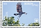 Madagascar Harrier-Hawk Polyboroides radiatus  2018 Birds of prey White frames
