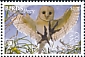 Eastern Barn Owl Tyto javanica  2018 Birds of prey White frames